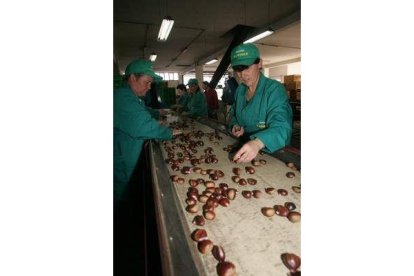 Mujeres seleccionando castañas en una foto de archivo.