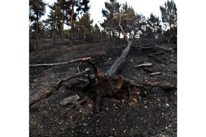 El incendio se declaró el pasado 21 de agosto y calcinó cerca de diez mil hectáreas. RAMIRO