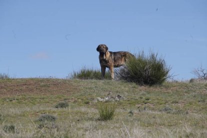 Rodaje de un documental sobre el mastín leonés. RAMIRO