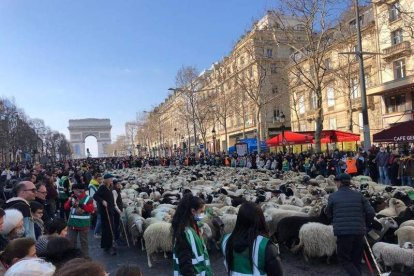 Un total de 2.022 ovejas bearnesas atravesaron ayer los Campos Elíseos para reivindicar la trashumancia. SALON INTERNATIONAL DE L’AGRICULTURE