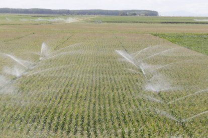 Los agricultores apuran los últimos días de la presente campaña de riego. MARCIANO PÉREZ