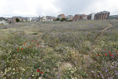 Área del cementerio del Carmen de Ponferrada donde se harán las exhumaciones. ANA F. BARREDO