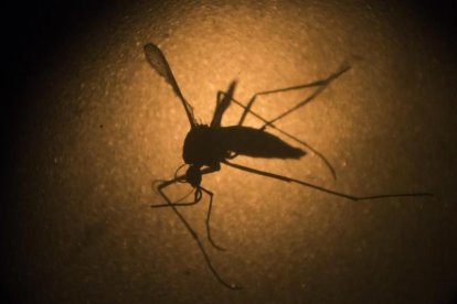 El mosquito Aedes aegypti, transmisor del virus del zika.