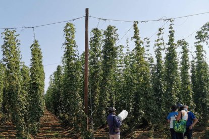 Trabajo de campo en una finca de Gavilanes de Órbigo. SUSANA CÁMARA LERET