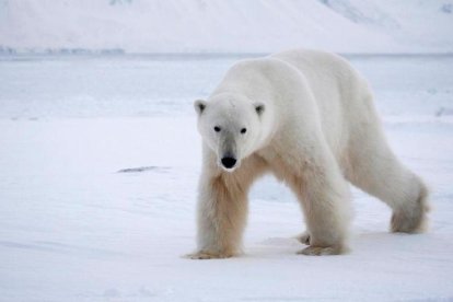 Un oso polar camina sobre el hielo buscando alimento.