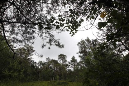 Paraje del bellísimo pinar de Puebla de Lillo, que cuenta con una superficie de nada menos que 483 hectáreas.