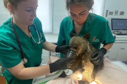 Las veterinarias cuidan del osezno en Valladolid. DL