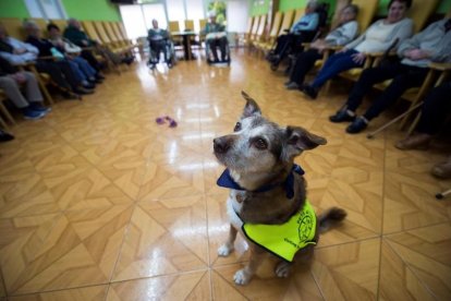 Un perro durante una terapia en una residencia de mayores.