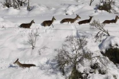 Animales como el venado o el corzo serán los más perjudicados