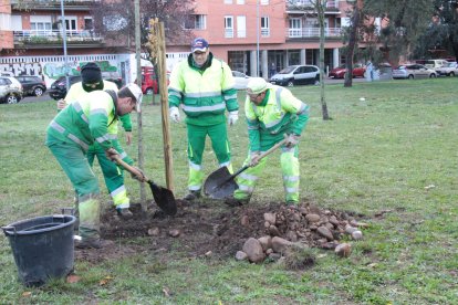 Operarios del Servicio de Parques y Jardines durante las labores de plantación. DL