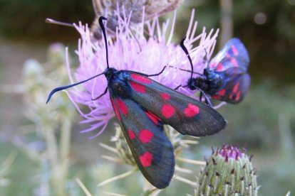 La heterogynis yerayi o enlutada cántabra fue descubierta en 2011 en el parque nacional.