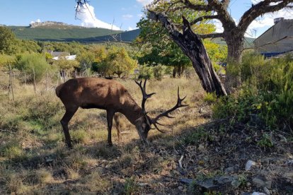 Fotografía que muestra al ciervo "Carlitos" con su cornamenta de catorce puntas. PILAR DEVESA