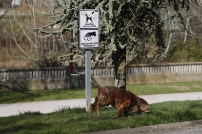 Un perro pasea junto al río. RAMIRO