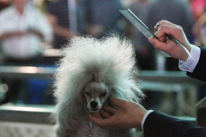 Una edición anterior de la exposición internacional canina. SECUNDINO PÉREZ