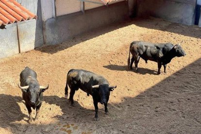 Los tres toros de Valdellán lidiados ayer, en los corrales de Las Ventas. DL