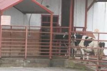 Dos vacas en la entrada al matadero poco antes de su cierre el lunes