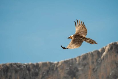 La especie se encuentra en periodo de reintroducción en la Cordillera Cantábrica, con ejemplares de Aragón y de los Pirineos.