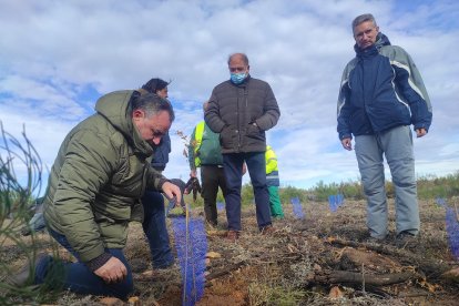 Morán, en la reforestación de Castrocontrigo. DIPUTACIÓN DE LEÓN