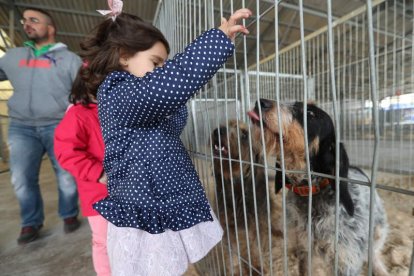 Además de rastro de jabalí hubo una exposición canina. BARREDO