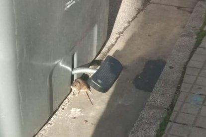 Una rata junto a un contenedor en el centro de Ponferrada. PRB