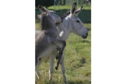 Uno de los tres burros juega con su madre en el terreno que tiene Alejandro en Vegas del Condado