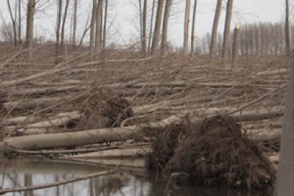 Aspecto que muestran parte de los terrenos que el Ayuntamiento destina a la plantación de chopos.