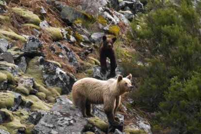 Una osa se pasea con su cría por una zona rocosa de la Cordillera Cantábrica en una imagen tomada por las patrullas de la Fundación Oso Pardo.