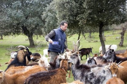 La leche de cabra está demostrando ser una gran oportunidad de negocio.