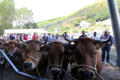 Las autoguías y movimiento de animales van en el protocolo. ANA F. BARREDO