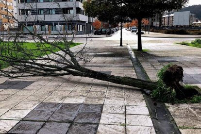 La imagen muestra uno de los efectos del temporal de lluvia en la zona de La Rosaleda. DL