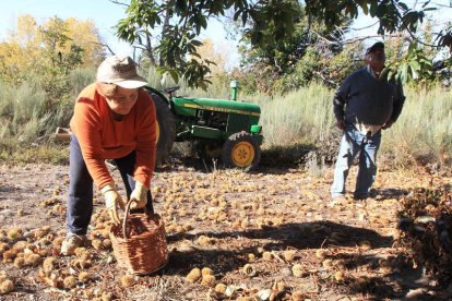 Temporada de recogida de castañas en el Bierzo.