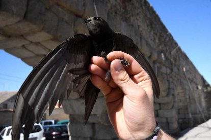 Uno de los vencejos que llegan a Segovia en verano. PABLO MARTÍN