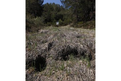 Lecho del arroyo del manantial de San Antón, en un paraje próximo a Rodiezmo. JESÚS F. SALVADORES