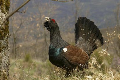 El urogallo, una especie en peligro de extinción