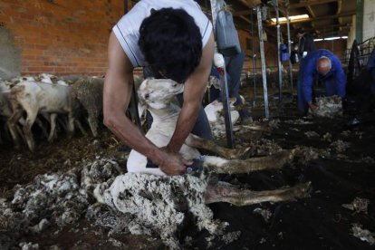 Un operario, en pleno esquileo en una majada de Montejos del Camino. JESÚS F. SALVADORES