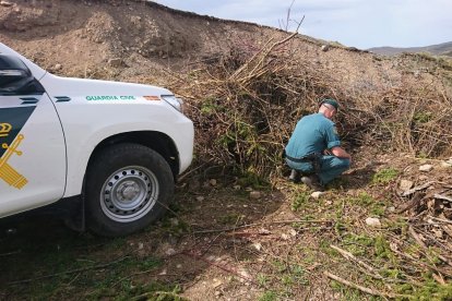 Un agente de la Guardia Civil  rastrea la zona en la que encontraron enterrada viva a la perra mastina. SUBDELEGACIÓN DEL GOBIERNO