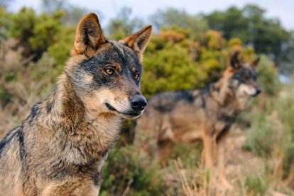 Ejemplares de lobo ibérico.