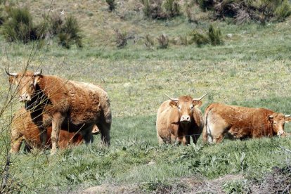 La medida busca compensar cada día que el animal esté inmovilizado por la enfermedad. marciano pérez