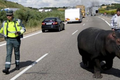 Un guardia civil custodia al joven hipopótamo poco después de abandonar el camión que arde al fondo.