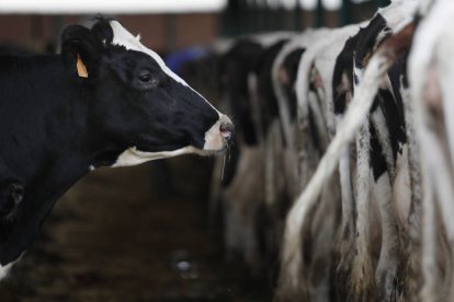 Una granja de vacuno de leche. JESÚS F. SALVADORES