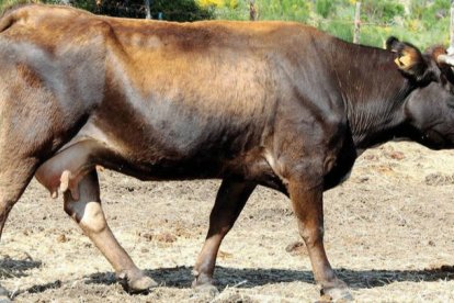 Un ejemplar de la raza bovina que se ajusta al fenotipo de la Mantequera Leonesa. DPA/Universidad de León