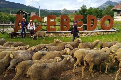 Las merinas extremeñas a su llegada ayer a la localidad montañesa de Acebedo. DL