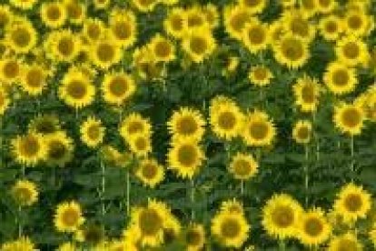 Un sembrado de girasoles, cultivo que ahora se va a potenciar y fomentar en la provincia leonesa