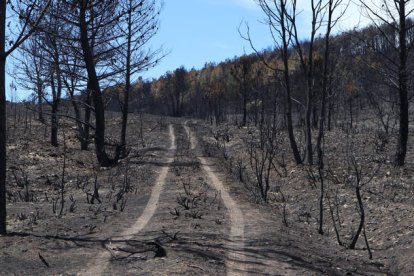 Imagen del estado en el que quedó la sierra de la Culebra. MARIAM A. MONTESINOS