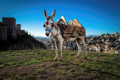 El burro Manías es la última incorporación de la Alhambra. PEPE MARÍN