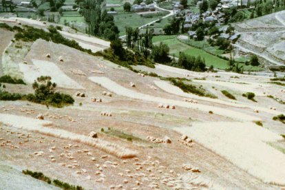 Paisaje en Robledo de Losada, con Quintanilla y Ambasaguas al fondo, y las laderas cubiertas de centeno.