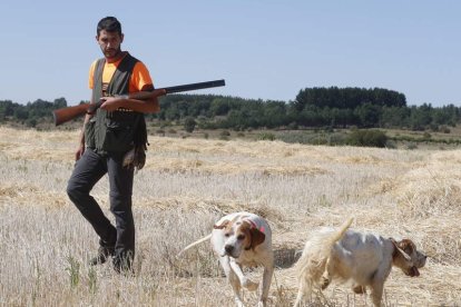 Borja Llamazares junto a dos de sus perros en el primer día de la media veda de caza que puede resumirse con una puesta en escena irregular en cuanto a la codorniz  dependiendo de la zona y que estuvo marcada además por las altas temperaturas. RAMIRO