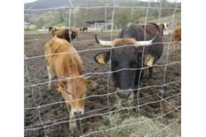 El pueblo se ha gastado en su cuidado unos 5.000 euros