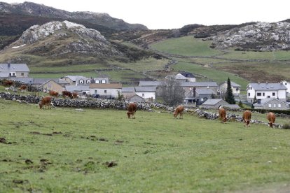 Varias reses pastan en el municipio de Cabrillanes, en una imagen de archivo. MARCIANO PÉREZ