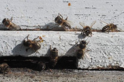 Abejas en la piquera de una colmena. DOMINGO